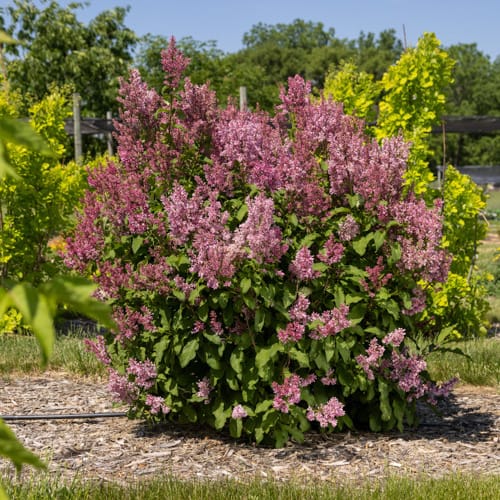 First Editions® Pinktini™ Lilac: Syringa x prestoniae 'Jeftini' PP32,724 preview 7