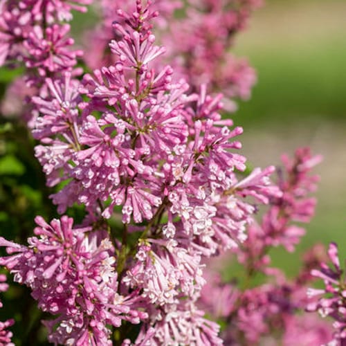 First Editions® Pinktini™ Lilac: Syringa x prestoniae 'Jeftini' PP32,724 preview 1