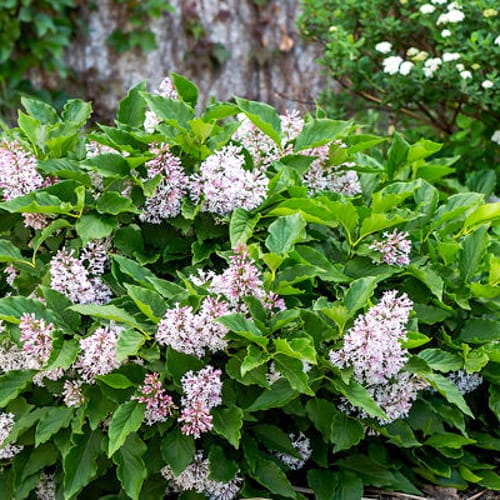 First Editions® Little Lady™ Lilac: Syringa x 'Jeflady' PP30,331 preview 2