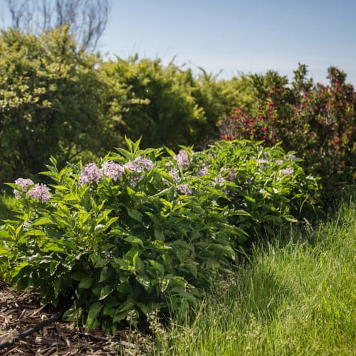 First Editions® Little Lady™ Lilac: Syringa x 'Jeflady' PP30,331 preview 11
