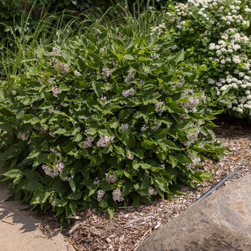 First Editions® Little Lady™ Lilac: Syringa x 'Jeflady' PP30,331 preview 12