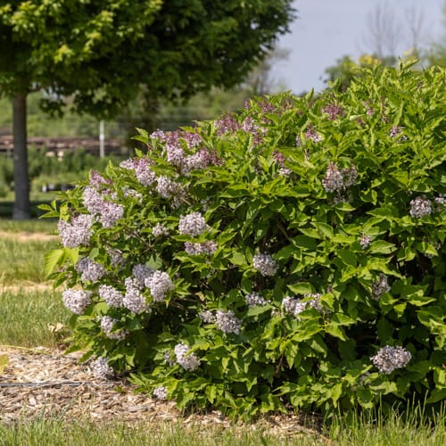 First Editions® Little Lady™ Lilac: Syringa x 'Jeflady' PP30,331 preview 13