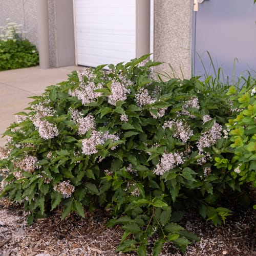 First Editions® Little Lady™ Lilac: Syringa x 'Jeflady' PP30,331 preview 14