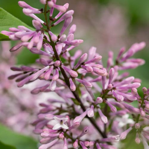 First Editions® Little Lady™ Lilac: Syringa x 'Jeflady' PP30,331 preview 3