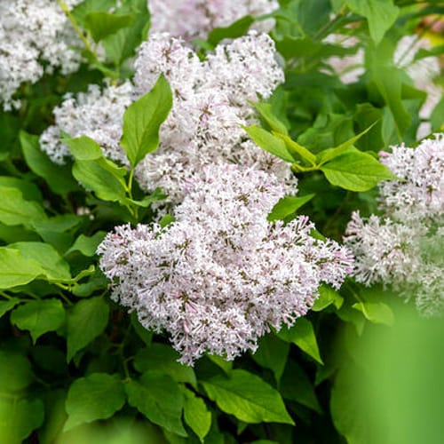 First Editions® Little Lady™ Lilac: Syringa x 'Jeflady' PP30,331 preview 4