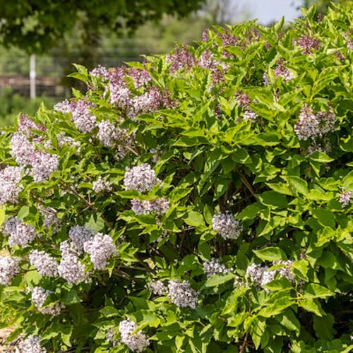 First Editions® Little Lady™ Lilac: Syringa x 'Jeflady' PP30,331 preview 5