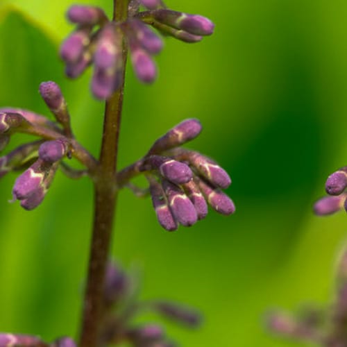 First Editions® Little Lady™ Lilac: Syringa x 'Jeflady' PP30,331 preview 6