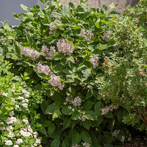 First Editions® Little Lady™ Lilac: Syringa x 'Jeflady' PP30,331 preview 9