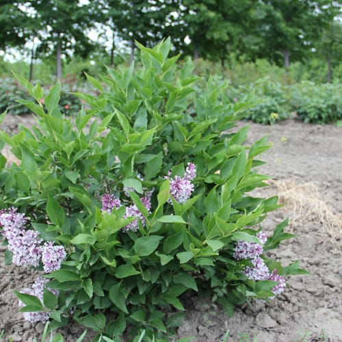 First Editions® Little Lady™ Lilac: Syringa x 'Jeflady' PP30,331 preview 10