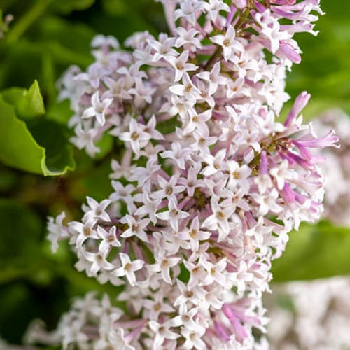 First Editions® Little Lady™ Lilac: Syringa x 'Jeflady' PP30,331 preview 1