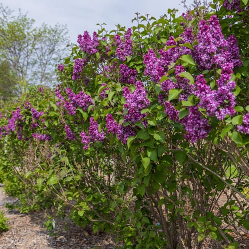 First Editions® Virtual Violet® Lilac: Syringa 'Bailbridget' PP30,286 preview 11