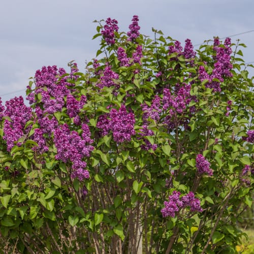 First Editions® Virtual Violet® Lilac: Syringa 'Bailbridget' PP30,286 preview 12