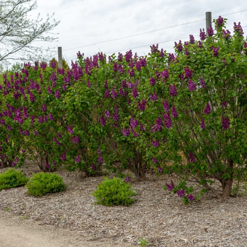 First Editions® Virtual Violet® Lilac: Syringa 'Bailbridget' PP30,286 preview 13