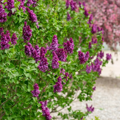 First Editions® Virtual Violet® Lilac: Syringa 'Bailbridget' PP30,286 preview 14