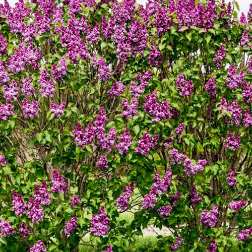 First Editions® Virtual Violet® Lilac: Syringa 'Bailbridget' PP30,286 preview 3