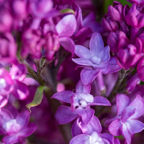 First Editions® Virtual Violet® Lilac: Syringa 'Bailbridget' PP30,286 preview 4