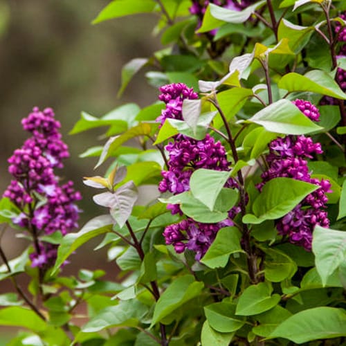 First Editions® Virtual Violet® Lilac: Syringa 'Bailbridget' PP30,286 preview 5