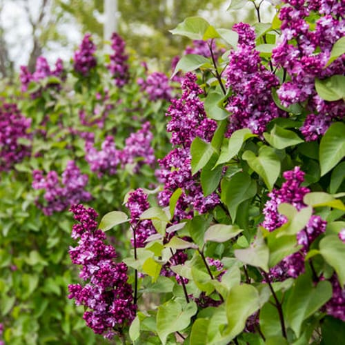 First Editions® Virtual Violet® Lilac: Syringa 'Bailbridget' PP30,286 preview 6