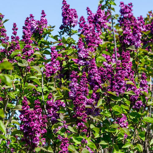First Editions® Virtual Violet® Lilac: Syringa 'Bailbridget' PP30,286 preview 7