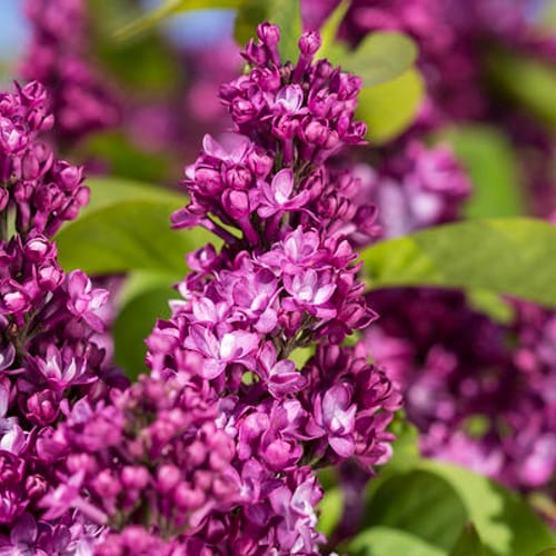 First Editions® Virtual Violet® Lilac: Syringa 'Bailbridget' PP30,286 preview 8
