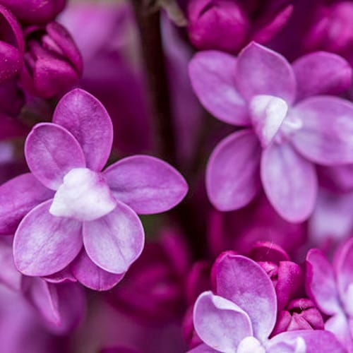 First Editions® Virtual Violet® Lilac: Syringa 'Bailbridget' PP30,286 preview 9
