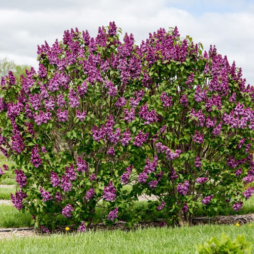 First Editions® Virtual Violet® Lilac: Syringa 'Bailbridget' PP30,286 preview 10
