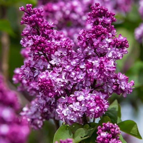 First Editions® Virtual Violet® Lilac: Syringa 'Bailbridget' PP30,286 preview 1