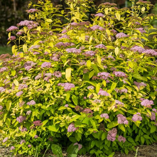 First Editions® Little Spark®  Spirea: Spiraea japonica 'Minspil04' PP30,819 preview 2
