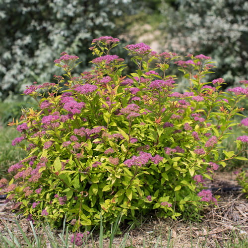 First Editions® Little Spark®  Spirea: Spiraea japonica 'Minspil04' PP30,819 preview 11