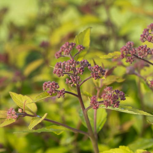 First Editions® Little Spark®  Spirea: Spiraea japonica 'Minspil04' PP30,819 preview 4