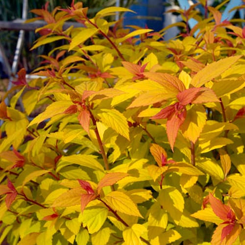 First Editions® Little Spark®  Spirea: Spiraea japonica 'Minspil04' PP30,819 preview 5