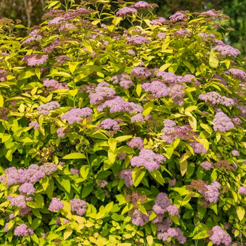First Editions® Little Spark®  Spirea: Spiraea japonica 'Minspil04' PP30,819 preview 8