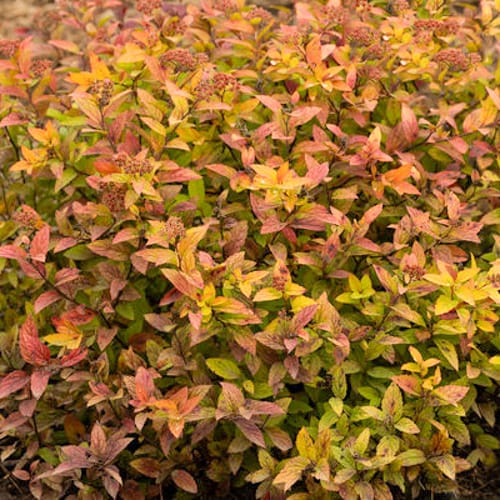 First Editions® Little Spark®  Spirea: Spiraea japonica 'Minspil04' PP30,819 preview 9