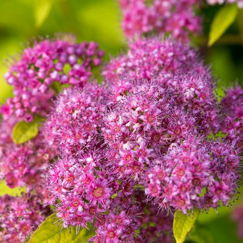 First Editions® Little Spark®  Spirea: Spiraea japonica 'Minspil04' PP30,819 preview 1