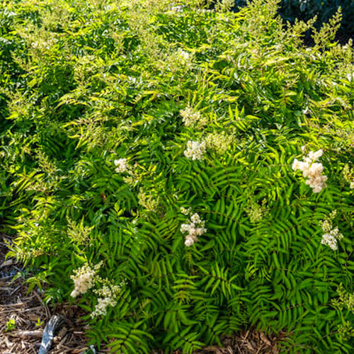 First Editions® Matcha Ball® Ash Leaf Spirea: Sorbaria sorbifolia 'Levgreen' PP31,202 preview 2