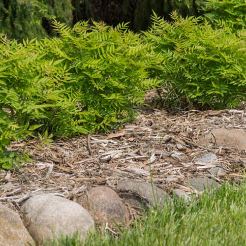 First Editions® Matcha Ball® Ash Leaf Spirea: Sorbaria sorbifolia 'Levgreen' PP31,202 preview 3