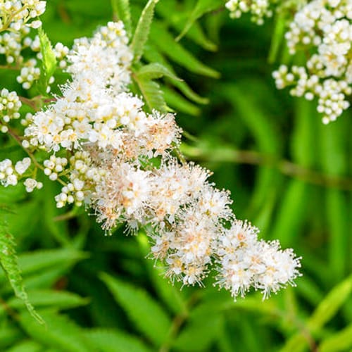 First Editions® Matcha Ball® Ash Leaf Spirea: Sorbaria sorbifolia 'Levgreen' PP31,202 preview 4