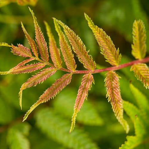 First Editions® Matcha Ball® Ash Leaf Spirea: Sorbaria sorbifolia 'Levgreen' PP31,202 preview 5