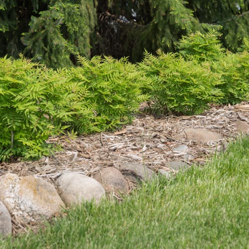 First Editions® Matcha Ball® Ash Leaf Spirea: Sorbaria sorbifolia 'Levgreen' PP31,202 preview 7