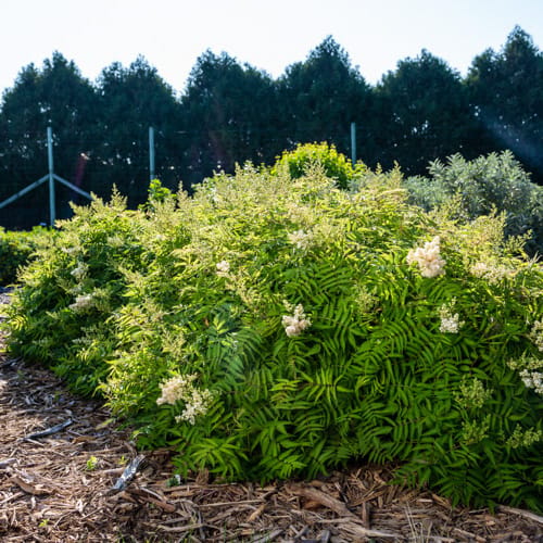 First Editions® Matcha Ball® Ash Leaf Spirea: Sorbaria sorbifolia 'Levgreen' PP31,202 preview 8