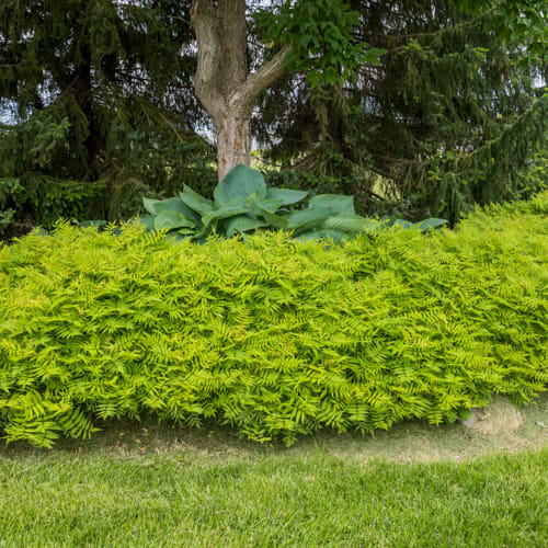 First Editions® Matcha Ball® Ash Leaf Spirea: Sorbaria sorbifolia 'Levgreen' PP31,202 preview 10