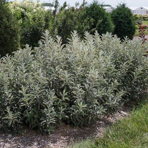 First Editions® Iceberg Alley® Sageleaf Willow: Salix candida 'Jefberg' preview 12