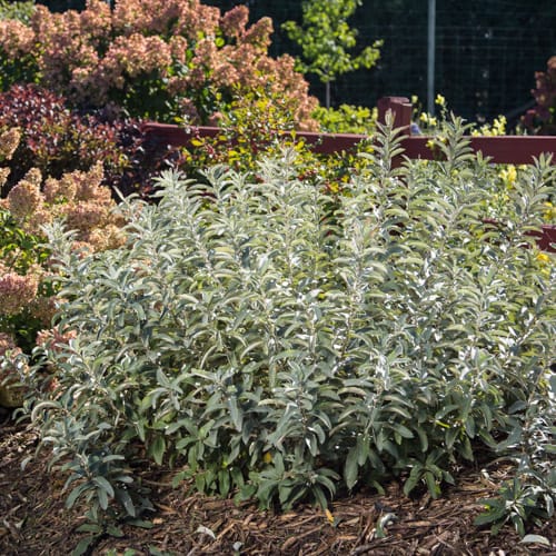 First Editions® Iceberg Alley® Sageleaf Willow: Salix candida 'Jefberg' preview 13