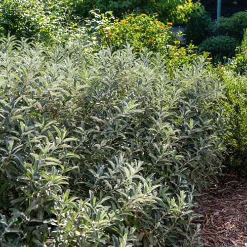 First Editions® Iceberg Alley® Sageleaf Willow: Salix candida 'Jefberg' preview 14