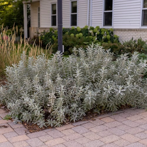 First Editions® Iceberg Alley® Sageleaf Willow: Salix candida 'Jefberg' preview 15