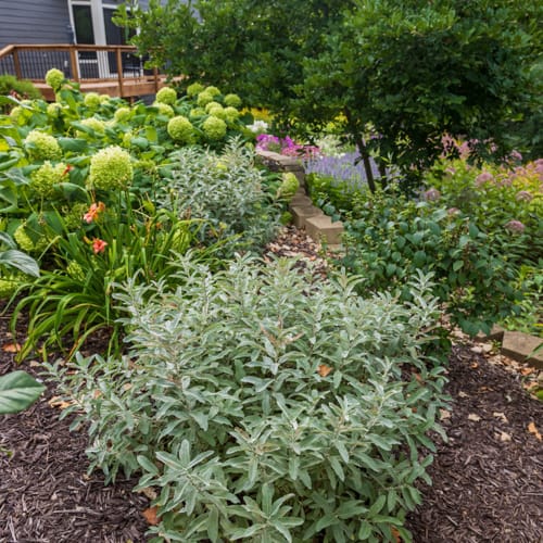 First Editions® Iceberg Alley® Sageleaf Willow: Salix candida 'Jefberg' preview 16