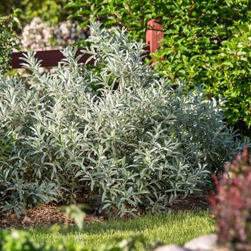 First Editions® Iceberg Alley® Sageleaf Willow: Salix candida 'Jefberg' preview 3