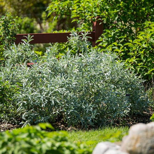 First Editions® Iceberg Alley® Sageleaf Willow: Salix candida 'Jefberg' preview 4