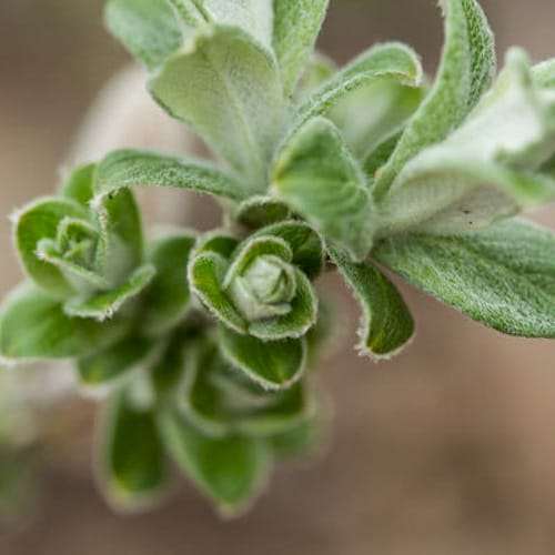 First Editions® Iceberg Alley® Sageleaf Willow: Salix candida 'Jefberg' preview 5