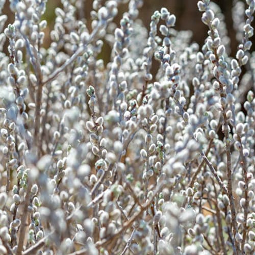 First Editions® Iceberg Alley® Sageleaf Willow: Salix candida 'Jefberg' preview 7